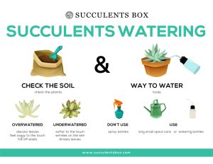 how to water succulents