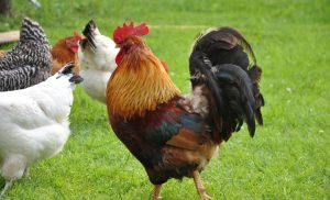 what is a capon