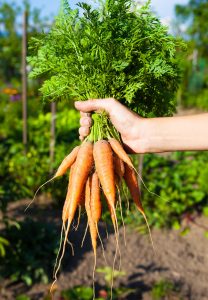 what to do with carrot tops