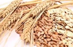 what is gluten made of