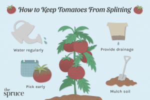 why do tomatoes split on the plant