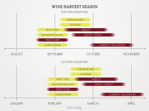 when are grapes in season