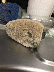 how to know if a sponge has gone moldy