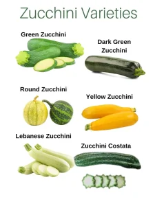 is green squash zucchini