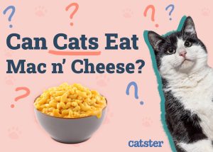 Can Cats Eat Mac and Cheese? Exploring Risks and Recommendations