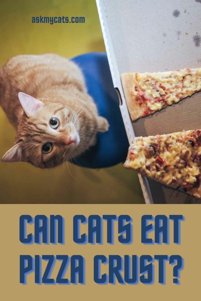 Can Cats Eat Pizza Crust? Insights on Cat Nutrition and Safety