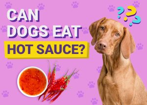 Can Dogs Eat Hot Sauce? Know the Risks for Your Furry Friends
