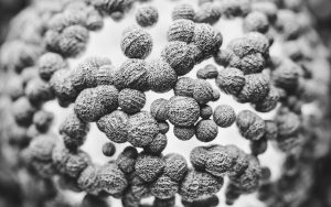 What is the difference between prebiotics and probiotics for digestive health?