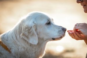 What are natural remedies or foods to help a dog with a sensitive stomach?
