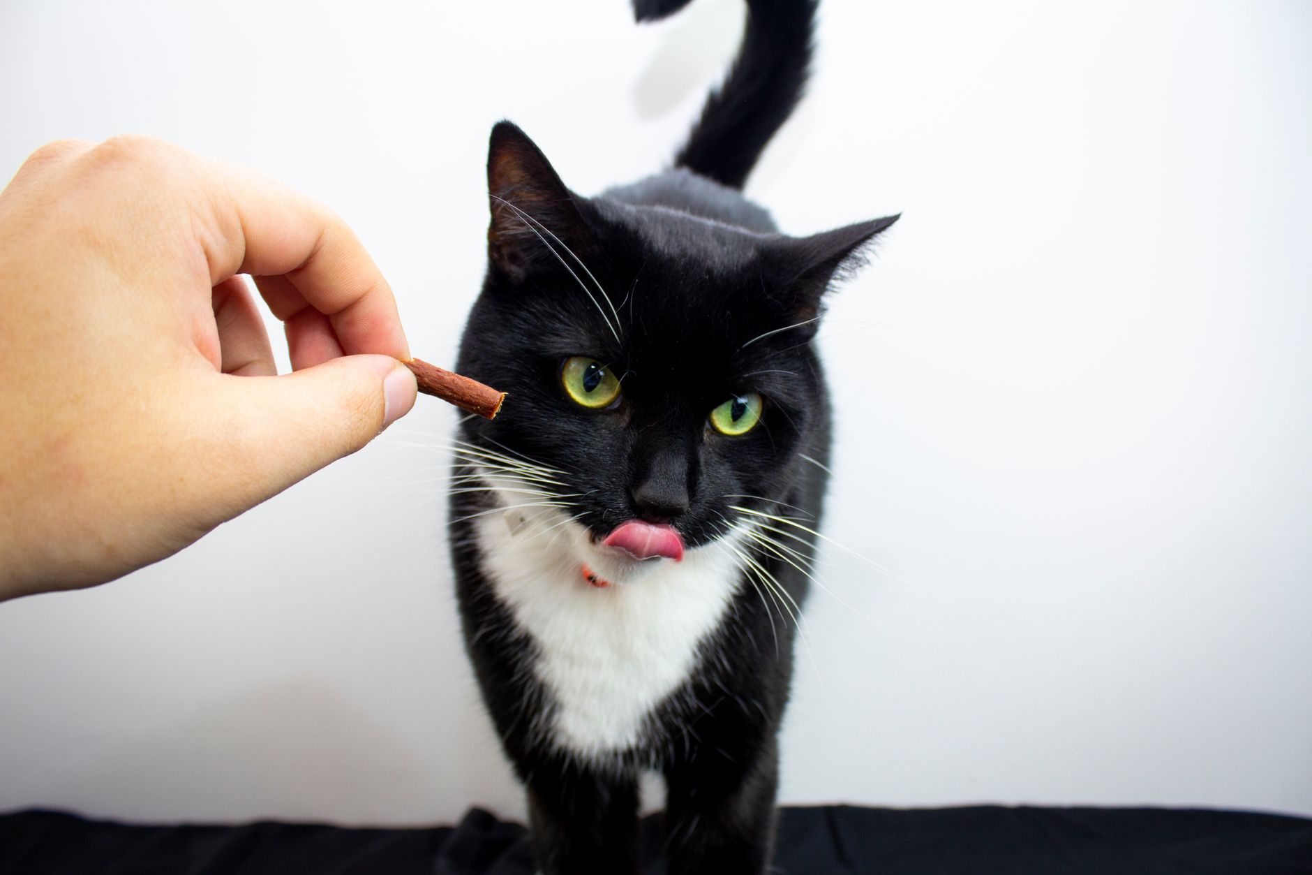 How to freeze-dry chicken breast and beef liver for homemade cat treats?